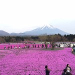 芝桜祭