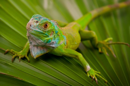 iguana-awareness-day1